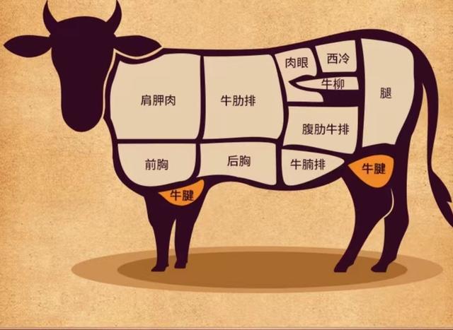 牛腱子肉是牛身上哪个部位的肉,牛腱子肉是牛身上哪个部位